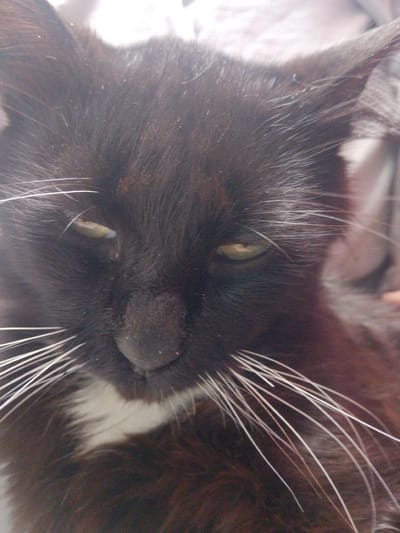 A close-up, slightly blurry, eye-level shot shows the face of a black cat with white whiskers and a white patch of fur on its chest. The cat's eyes are partially open, and its pupils are visible. The background is out of focus and appears to be a neutral-colored fabric. There are no specific details in the image that would indicate a location in the city of Inhulo-Kamianka, Ukraine.