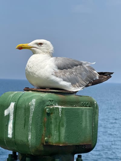 A close-up shot features a seagull perched on a weathered green metal object, possibly part of a ship or industrial equipment, against a backdrop of a hazy blue sky and a blurred body of water. The seagull, with its white and gray plumage, is positioned with its head turned downwards, revealing a yellow beak with a red tip and a sharp, alert eye. Its body is partially obscured by the green object, which appears to be cylindrical and mounted vertically. The object is painted a dark, muted green with visible signs of wear, including rust spots and peeling paint, particularly around rivets and edges. There are white markings and possibly some faint lettering on its surface. One marking appears to be a white "1" or a stylized arrow. The sky is a uniform, pale blue, suggesting an overcast or hazy day. The water in the background is a muted blue-gray, with a slightly textured surface, hinting at calm conditions. The overall impression is one of a common sight in a coastal or maritime environment, with the seagull as the central subject. There is no clear indication of the time of day, but the lighting suggests it could be daytime. The location context is Mers El Hadjadj, Algeria, which aligns with a coastal setting.