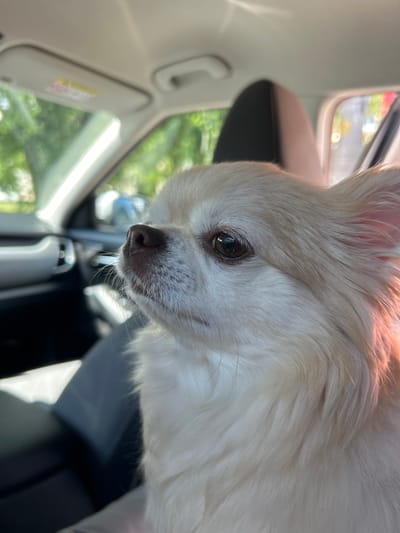 An extreme close-up shot features the head of a small, long-haired dog of cream and white coloration inside a car. The dog's gaze is directed upwards and to the left, with its nose pointing slightly to the left. Sunlight casts a warm glow on the dog's fur, particularly on its right side. The background is blurred but reveals the interior of a car, including a dashboard, a seat, and a window showing greenery outside. The image was captured in Volzhskiy Utes, Russia.