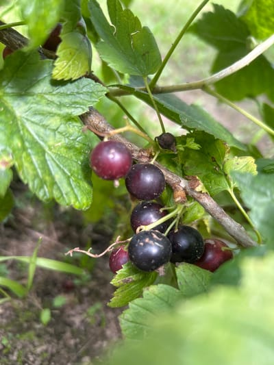 The image shows a close-up of a black currant bush with ripening berries. The berries are a mix of dark purple and red, some appearing almost black. They are clustered on thin stems, surrounded by green leaves. The leaves are broad and serrated, with visible veins. The bush is growing outdoors, with a blurred background of grass and dirt. The specific location is Il'inskoe, Russia, suggesting this is a natural or cultivated setting within that city. There are no people or animals visible in the image. The focus is entirely on the plant and its fruit.