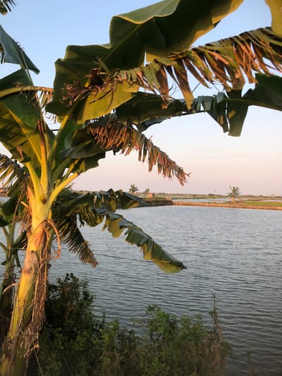 The image shows a body of water, likely a pond or canal, in Plumbon, Indonesia. In the foreground, the trunk and large leaves of a banana tree are prominent, with some leaves appearing dry and torn. The water has a slightly rippled surface, reflecting the pale sky which transitions from a light blue at the top to a soft pink or peach hue near the horizon. In the middle ground, the water extends towards a distant bank lined with some low vegetation and structures, possibly a fence or barrier. A few palm trees are visible in the distance, along with what appears to be agricultural fields. On the far horizon, faint outlines of industrial structures, possibly a chimney or tower, can be discerned. The lighting suggests it is either early morning or late afternoon, with the sun low in the sky casting a warm glow. There are no people or animals visible in the scene.