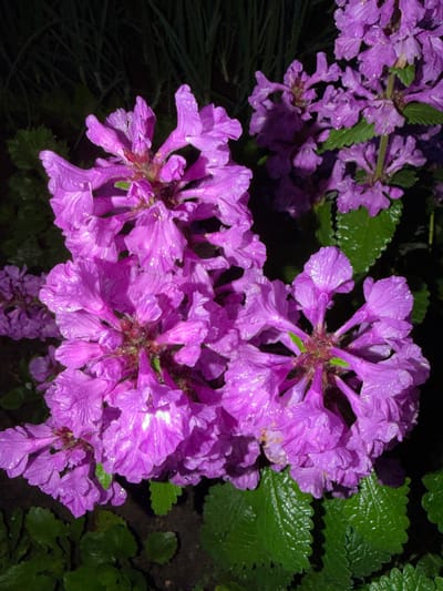 This media file is a close-up, eye-level shot of clusters of small, vibrant purple flowers, likely captured at night or in low light conditions. The flowers have a delicate, almost ruffled appearance and are covered in tiny water droplets, suggesting recent rain or dew. The lighting creates a dramatic effect, highlighting the textures and translucence of the petals while casting deep shadows.
In the background, there are hints of dark green foliage, some leaves appearing wet and shiny like the flowers, and out-of-focus dark areas that suggest a natural setting, possibly a garden or a wooded area. The overall mood is serene and slightly mysterious due to the darkness and the dew-kissed flowers.
There are no people or text visible in the image. The focus is entirely on the intricate beauty of the blooming flowers. Given the location context of Шемордан, Russia, it's possible these are common wildflowers or garden plants native to the region. The time of day is suggested to be evening or night due to the darkness.