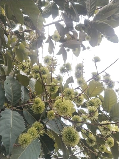 A medium shot shows a rambutan tree with clusters of unripe green fruit and broad green leaves against a bright, overcast sky. The fruits, spherical in shape, are covered in green hairs, and are attached to thin, brown branches. The leaves are oblong with serrated edges. The location is inferred to be Meuriya, Indonesia.