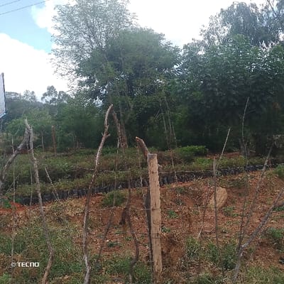 The image displays an outdoor scene in Mumbuni North ward, Kenya, centered on a cultivated plot of land. In the foreground, a rudimentary fence line is visible, composed of several thin, dry wooden stakes and one prominent, light-colored timber post. Strands of what appear to be barbed wire are attached to these fence components. The ground in the immediate foreground consists of reddish-brown soil mixed with sparse, dry vegetation and some green growth.
Behind the fence, the terrain slopes gently upwards, revealing a cultivated area. Here, numerous rows of young plants, likely seedlings or saplings, are systematically arranged. Each plant is contained within an individual black plastic bag, indicative of a nursery or agricultural propagation method. The soil in this area is also reddish-brown.
The background is dominated by a dense concentration of mature and younger trees, exhibiting full green foliage. These trees form a natural barrier or forest edge against a sky that features scattered white clouds. No human subjects are present within the frame, and no active interactions are depicted. A '© TECNO' watermark appears in the lower left corner of the image.