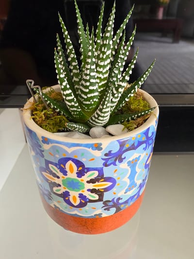 A potted Haworthia, a succulent plant with green, pointed leaves adorned with white stripes and spots, sits in a decorative ceramic pot. The pot features a vibrant floral and paisley design in shades of blue, orange, and green against a white background, with an orange-brown textured base. The plant is topped with a small amount of green moss and a few small, light-colored stones. A silver safety pin is inserted into the moss near the base of the plant. The pot is placed on a reflective white surface, and in the background, a dark, possibly black, reflective surface is visible, with indistinct shapes and colors suggesting an indoor setting with some ambient light and a hint of what might be furniture or electronic equipment. The image is a close-up, focused on the plant and pot, with the background blurred. There is no information to suggest the location in Mutzig, France.