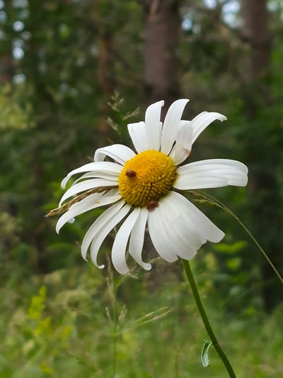 A close-up, eye-level shot captures a single daisy in bloom, its white petals unfurling around a vibrant yellow center. The daisy is positioned slightly to the right of the frame, with its stem curving downwards towards the bottom right corner. Two small, reddish-brown insects are visible on the flower's face, one on a petal and another on the yellow center. The background is a blur of lush green foliage and the indistinct shapes of tree trunks, suggesting a natural outdoor setting, possibly a garden or meadow. The lighting appears to be natural daylight, casting a soft glow on the flower. The image does not contain any recognizable landmarks or features that would definitively place it in Hargla, Estonia.