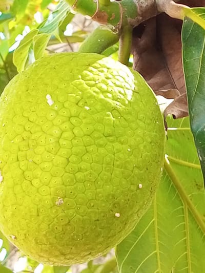A close-up shot shows a bright green breadfruit hanging from a tree branch, presumably located in Tanjongnie, Indonesia. The breadfruit has a textured surface with small, polygonal sections and tiny white spots scattered across its skin. The branch is a light brown color and supports the fruit. Adjacent to the breadfruit, a large green leaf is visible with prominent veins, along with a dry, brown leaf. The lighting is bright, casting shadows and highlights across the breadfruit and leaves. The background is partially obscured by additional leaves and foliage, further emphasizing the close-up nature of the shot.