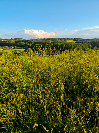 This is a vertical, eye-level shot of a verdant field of tall grass in the foreground, with rolling hills and a tree line in the middle ground, and a bright blue sky with scattered white clouds in the background. The scene is likely from a rural or suburban area, possibly near the city of Ilyinskoye, Russia. The grass in the foreground is densely packed and illuminated by golden sunlight, casting shadows that give it a textured appearance. In the middle ground, a few buildings and structures are visible, interspersed with clusters of trees and cultivated fields. The sky is clear and expansive, with a few fluffy cumulus clouds adding depth and visual interest. The overall impression is one of natural beauty and tranquility, possibly during a warm, sunny day. There are no people or animals visible in the image.