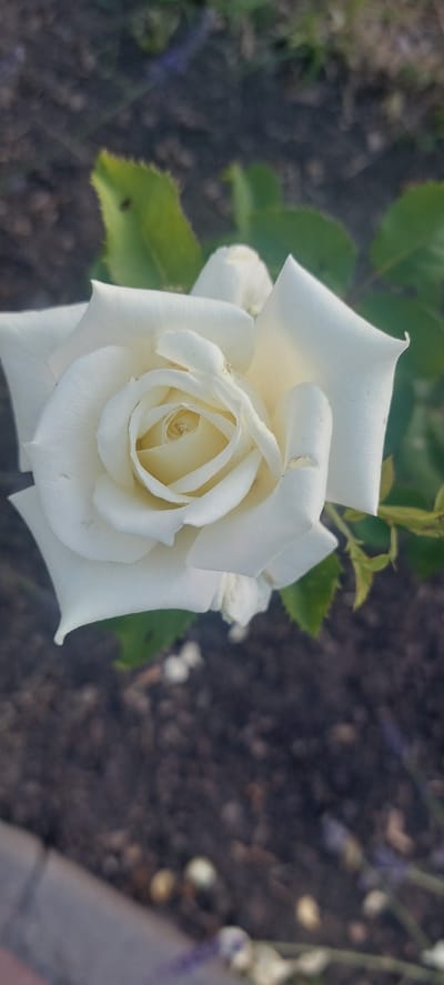 A close-up, top-down view captures a pristine white rose in full bloom. The delicate petals are layered in a spiral formation, revealing a lighter, creamy yellow hue at its center. The rose is set against a blurred background of dark, rich soil, interspersed with hints of green leaves and some small, light-colored buds. One green leaf in the lower left corner shows a tiny black insect. The lighting suggests it is daytime, with soft light illuminating the rose's petals. The image evokes a sense of natural beauty and tranquility, focusing on the intricate details of the flower. There is no visible text. The location context is Shepetivka, Ukraine.
