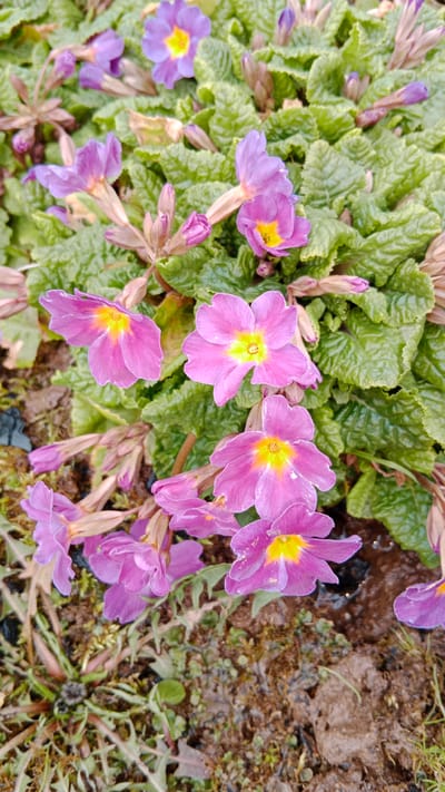 A vibrant, top-down view captures a cluster of blooming pink and purple flowers with bright yellow centers, likely Primroses (Primula), set against a backdrop of rich green, crinkled leaves. The flowers are in various stages of bloom, with some fully open and others still as buds. Several large, individual blossoms are prominent in the foreground and midground, showcasing their delicate petals and contrasting yellow eyes.
The dense foliage of the plant occupies a significant portion of the frame, providing a lush, natural environment for the flowers. Below and between the plants, patches of dark brown, damp soil are visible, suggesting either recent watering or rainfall. There are also small sprigs of other green vegetation and moss peeking through the soil. The overall scene depicts a thriving garden or natural area during the daytime, likely in spring, conveying a sense of natural beauty and growth. No human activity or visible text is present. The setting is consistent with an outdoor garden in Былина Снт, Russia.