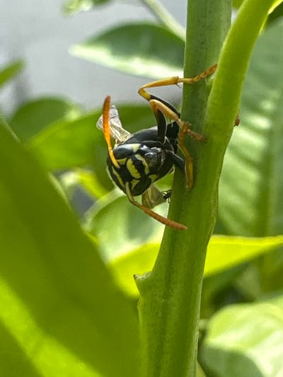 A yellowjacket wasp clings to a green plant stem, facing the viewer. It's suspended upside down, secured by its legs. The wasp is black with yellow bands. A smaller insect is visible on the stem near the wasp. The background is blurred, with green foliage. Location: Unknown city, Bulgaria. No people are visible.