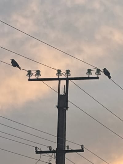 In the vicinity of Цярэшкавіцкі сельскі Савет, Belarus, a power pole stands against a cloudy sky. Three birds are perched on the power lines. One bird is on the left, and two birds are on the right. The power pole has multiple insulators. The sky has a pale orange and grey hue, suggesting it might be dawn or dusk. The image is slightly blurry.