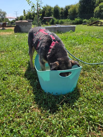 A dark-colored dog with a red harness is drinking water from a teal bucket in a grassy area. The dog's head is submerged in the bucket, and its body is partially visible. The bucket is located on the ground amidst green grass. In the background, there are trees, a concrete structure, and a dog agility ramp. The sky is blue and clear. The location is Gorni Bogrov, Bulgaria.