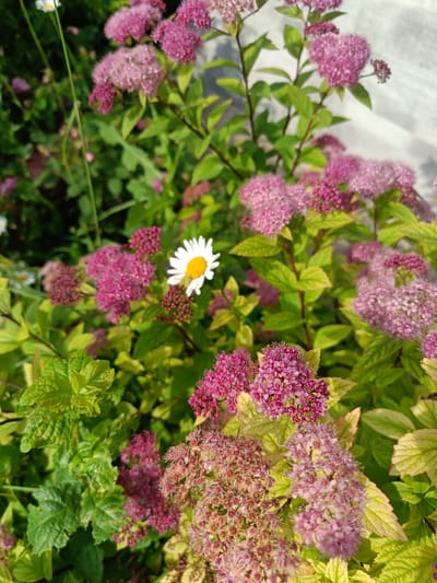 A single daisy with white petals and a yellow center stands out amidst a dense cluster of small, fuzzy pink flowers. The daisy is positioned slightly to the right of the center of the image. The surrounding foliage consists of lush green leaves, some of which have a yellow-green hue, and more clusters of pink flowers in various stages of bloom. The background is softly blurred, suggesting a shallow depth of field, with hints of darker green foliage and a light-colored vertical structure, possibly a wall or building, to the right. The lighting indicates it is daytime, with a bright, natural light source illuminating the scene. There are no people or animals visible in the image. The context of Vodinskiy, Russia, is not discernible from the visual information in the image.