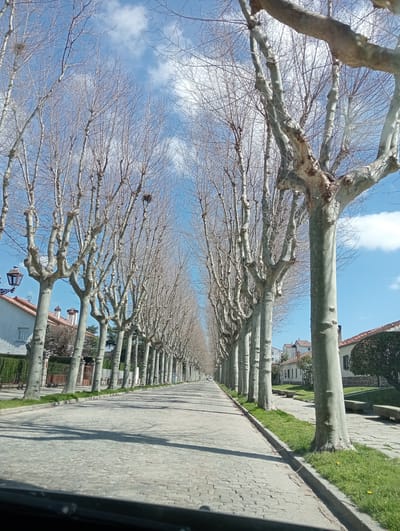 An image taken in El Espinar, Spain, depicts a long, straight avenue lined uniformly with deciduous trees under a clear blue sky with scattered white clouds. The trees, appearing bare of leaves, are light gray in color and exhibit characteristic pollarding. Multiple bird nests are visible within their upper branches. The road surface is composed of light-colored cobblestones or pavers, with distinct shadows from the trees cast upon it, extending from a low, dark foreground element consistent with a vehicle dashboard.
On both sides of the avenue, narrow strips of green grass separate the tree trunks from the paved road and adjacent sidewalks. Residential structures with light-colored facades and reddish-brown tiled roofs are visible behind the tree lines on both sides. On the right, a stone-paved pedestrian area includes multiple stone benches and a pruned shrub. On the left, a decorative streetlamp with a dark metal fixture is positioned near the foreground, alongside a green hedge. The avenue recedes into the distance, with the trees and buildings converging towards the horizon. No individuals or active subjects are present.