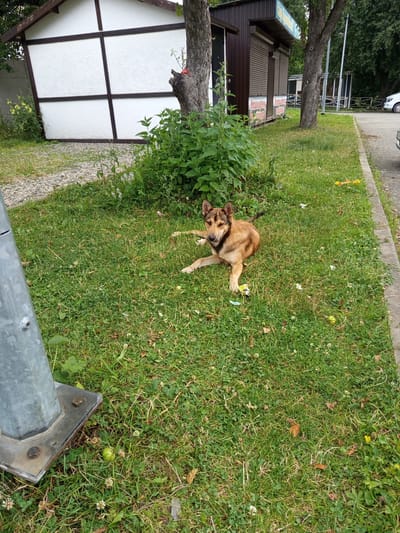 A medium-sized, short-haired dog with tan and brown markings lies on a grassy area in Giaginskaya, Russia. The dog is positioned on its side, with its front paws extended and its head turned towards the camera. It appears alert and relaxed. Behind the dog, a dense patch of green bushes grows. To the left of the bushes, a white building with dark brown trim is visible. Further to the right, a dark brown kiosk with closed shutters stands. A paved walkway borders the grassy area on the right. The ground is covered in grass, with scattered leaves and some small white flowers. A metal pole is present in the lower left corner of the image, attached to a concrete base. In the background, trees and more structures can be seen.