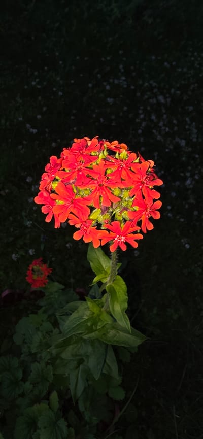 A cluster of vibrant red flowers is in sharp focus, set against a dark, out-of-focus background of greenery and scattered white specks, possibly small flowers or debris. The main flower cluster is spherical, composed of many individual, five-petaled flowers. The stem supporting the main cluster is green and appears to have fine hairs. Below the main cluster, large, green leaves are visible. To the left and slightly lower, a smaller, less distinct cluster of red flowers can be seen, also surrounded by green foliage. The lighting suggests it might be dusk or nighttime, possibly with artificial light illuminating the flowers. The overall scene appears to be an outdoor garden setting, likely in a rural or suburban area. No people are present in the image. The location information provided, Электротехник Снт, Russia, suggests a dacha or garden cooperative setting, consistent with the visual elements.