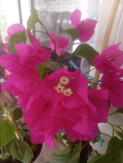 A close-up shot of vibrant pink bougainvillea flowers and green leaves is captured indoors, likely in the city of Samat, Kyrgyzstan. The flowers are the primary focus, with their delicate petals in various stages of bloom. A few small, white stamen are visible in the center of some of the flowers. The leaves are a deep green and provide a contrasting backdrop to the bright blossoms. The lighting suggests the photo was taken near a window, with a soft, diffused light illuminating the scene. A wooden stick, possibly a support for the plant, is visible to the right. A thin blue string is tied around a stem in the background. The overall impression is one of natural beauty and indoor cultivation.