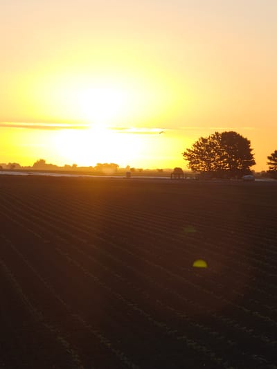 This is a vertical, eye-level photograph of a rural landscape at sunrise or sunset. The sky is a gradient of bright yellow and orange, with a large, luminous sun near the top left of the frame. A single bird is visible in flight against the bright sky. Below the sky, the horizon is marked by a silhouetted line of trees. In the middle ground, there is a large, dark silhouetted tree to the right. In front of the trees, a round, white object, possibly a hay bale, is visible on the right side of the frame. The foreground is dominated by a dark, tilled field with visible rows, suggesting a cultivated agricultural area. There are no people or animals clearly discernible in the scene. The lighting indicates either early morning or late evening, creating long shadows and a warm, golden glow. The location is not specified as Boston, United Kingdom.