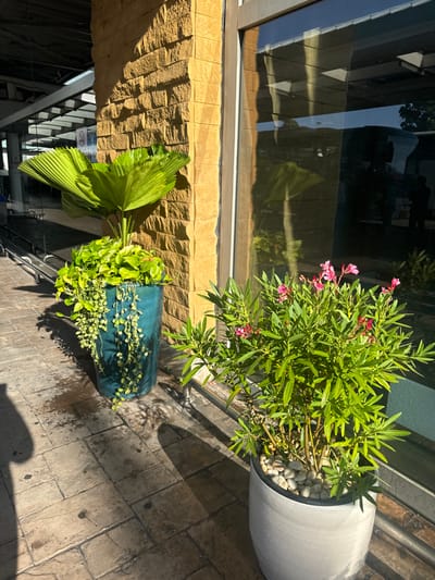 Two potted plants sit outside on a patterned brick surface. One plant, adorned with small pink flowers and green leaves, is in a large grey pot filled with white stones. The other plant features a large green fan palm and vines cascading down the side of a glossy teal pot. They sit beside a brick wall and a large window reflecting the surroundings.