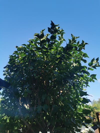 The image shows a close-up, low-angle view of a dense green tree against a clear blue sky. The tree is full of lush leaves and visible branches, with some parts casting shadows. In the lower left corner, a dark, angled object, possibly part of a roof or awning, is partially visible. In the background, out of focus, are hints of other greenery and structures, including a wooden fence and some white flowers. The overall impression is of a bright, sunny day. The image does not contain any information to suggest it is located in the city of Ripon, United Kingdom.