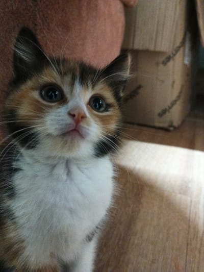 A calico kitten with large, dark eyes and a white chest is pictured at eye level, looking directly at the camera. Its fur is a mix of orange, black, and white. The kitten is positioned in the foreground, with a blurred background that includes a person's arm and shoulder on the left, and a cardboard box on the right. The lighting suggests an indoor environment. The image does not contain any information about the city of Oblomikhino, Russia.