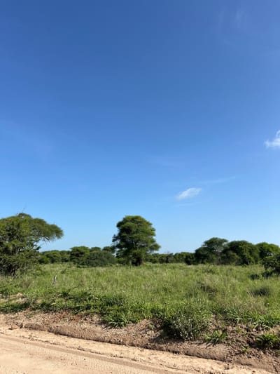 This is a vertically oriented outdoor landscape image, dominated by a vast clear blue sky and a verdant natural environment. The scene depicts a sunny day with a deep blue sky that occupies the majority of the left side of the frame (when viewed with the horizon horizontally). A few wispy white clouds are visible in the upper and middle portions of the sky.

On the right side of the image, a lush green landscape stretches across the midground and foreground. A prominent dirt path or road with a visible tire track runs along the right edge, separating the earth from a dense patch of green grass. Beyond the grass, a line of medium to large trees with full, green canopies extends into the distance, forming a natural boundary or forest edge. The foliage appears healthy and vibrant, suggesting a well-watered or fertile area. The ground where the path is visible consists of light brown earth and small stones.

The bright illumination and deep blue sky indicate it is daytime, likely midday or early afternoon, under clear weather conditions. The setting appears natural and rural, consistent with the provided location context of Kwa Kuchinia, Tanzania. There are no people, animals, or visible text in the image.