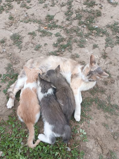 A calico cat lies on the ground, nursing three kittens. The cat is mostly white with patches of tan and grey. Two of the kittens are grey and white, and one is tan and white. They are all clustered around the cat's belly. The ground is dirt with sparse green vegetation. The scene appears to be in a rural or semi-rural area, possibly in or near Leușeni, Moldova, given the context. There is a discarded cigarette butt visible in the dirt.