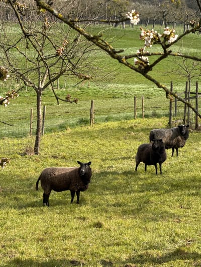 The image depicts a field in Manternach, Luxembourg, populated by a small flock of dark-colored sheep. A tree with bare branches and budding white flowers is situated in the foreground on the left. Behind the tree stretches a green field with uneven terrain. A wire fence, supported by wooden posts, runs through the field. Four sheep are visible, varying in shades of dark brown to black. One sheep stands closer to the viewer, facing the camera, while the other three are grouped together further away. The environment suggests a rural setting on a possibly sunny day.
