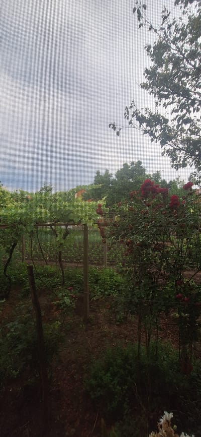 This is a medium-shot, vertical, eye-level, outdoor photograph taken through a screen. The scene depicts a garden with various plants and trees. In the foreground, a bush with red flowers is prominent on the right. To the left, a vine-covered structure with wooden posts is visible. Further back, there are rows of green plants and trees, with a glimpse of a red-roofed building in the distance. The sky is overcast. The location is the village of Ovcha Mogila, Bulgaria.