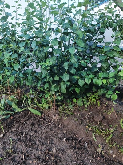 The image shows a dense, green shrub with numerous leaves and stems, planted in dark, disturbed soil. The shrub appears to be growing in a garden or yard, with a white fence visible in the background. Small weeds and dry leaves are scattered around the base of the shrub. A discarded cigarette butt is visible in the soil in the foreground. The overall impression is of an outdoor scene, likely in a residential area.