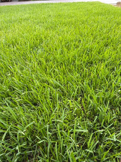 The image depicts a close-up view of a well-maintained, green lawn. The grass is lush and appears recently mowed, with individual blades clearly visible. In the background, a paved walkway or patio is visible, suggesting an outdoor area such as a backyard or park in Bradenton, Florida. The lighting suggests it is daytime. No people or specific objects are the primary focus, other than the grass itself.