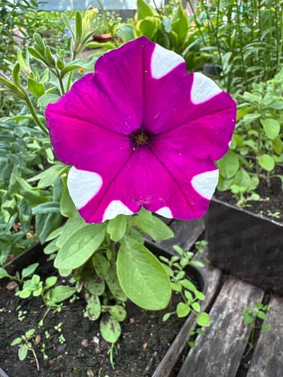 A close-up, eye-level shot captures a vibrant magenta petunia flower with distinct white splotches on its five petals. The flower is centered in the frame, with its petals unfurled and slightly wavy edges. The dark center of the flower is visible. The petunia is growing in dark soil within a black container, which is partially visible at the bottom right. Surrounding the flower, green leaves of various sizes and stages of growth are present, some with small brown spots. In the background, more greenery and some weathered wooden planks are visible. The scene appears to be an outdoor garden setting. There are no people or animals in the image. The location is Bratsk, Russia.