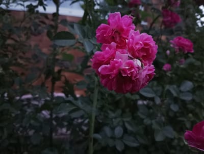 The image depicts a cluster of bright pink roses in the foreground, with a dense background of dark green foliage and a brick wall. The roses are in full bloom, with many delicate petals. The lighting suggests it is either early morning or late evening, possibly under overcast skies, given the soft, diffused light and the overall muted tones of the scene. The background hints at an outdoor setting, likely a garden or yard, with the brick wall providing a structural element. The focus is clearly on the roses, highlighting their vibrant color against the darker surroundings. There is no visible text in the image. The mood is serene and naturalistic, emphasizing the beauty of the flowers.