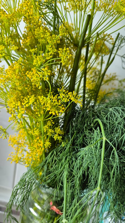 A close-up, eye-level shot showcases a bouquet of fresh dill in a clear glass jar. The dill is divided into two distinct parts: the feathery green fronds on the right, and the delicate yellow flowers on the left, with thick green stems interspersed throughout. The background is softly blurred, revealing hints of a light-colored wall and possibly tiles, suggesting an indoor setting, possibly a kitchen or a florist's shop. The lighting is bright and natural, highlighting the vibrant green of the dill and the cheerful yellow of the blossoms. The image is sharp and detailed, focusing on the texture and form of the herbs. The specific location in Miltenberg, Germany, cannot be determined from the visual information provided.