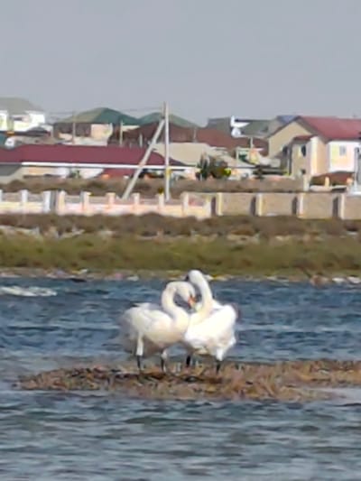 This media file captures a serene moment with two white swans in the foreground, their necks intertwined in a heart shape, resting on a small patch of reeds in the water. The swans appear to be a couple, exhibiting affection and calmness.
In the background, a residential area is visible, characterized by houses with red and beige roofs, and some buildings with green roofs. The architecture suggests a suburban or semi-rural setting. A low wall or fence runs horizontally across the mid-ground, separating the water from the residential area, with grassy vegetation growing behind it. A white pole with horizontal beams is also visible in the background, possibly part of a structure or fence.
The overall scene evokes a sense of peace and natural beauty. The water is calm with gentle ripples, reflecting the overcast sky, which suggests it might be a cloudy day or early morning/late afternoon. The lighting is soft, indicating diffused daylight. There is no visible text in the image. The location context of Saiyn Şapağatov, Kazakhstan, places this scene in a specific geographical area, possibly a lake or a coastal area given the presence of water and reeds.
