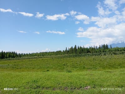 The image depicts a wide, grassy meadow under a bright blue sky with scattered white clouds. A dense line of evergreen trees forms the horizon, with lighter green foliage visible in the foreground leading up to the trees. In the distance, a mountain range is faintly visible on the right side of the image. The bottom left corner displays "REDMI 13C" and the bottom right corner shows "16.07.2026 11:16". The scene appears to be a natural landscape, likely in a rural or wilderness area, and no people or specific structures are visible. The environment is dominated by natural elements: grass, trees, sky, and distant mountains.