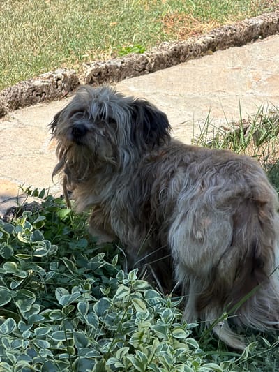 A medium-sized, shaggy, light brown dog with dark patches on its ears stands in a garden area with lush green foliage in the foreground and a paved path with stone borders in the background. The dog's fur is long and somewhat matted, and its head is turned slightly to the left, looking upwards. The environment appears to be outdoors, with sunlight casting shadows and highlighting the textures of the dog's fur and the surrounding plants. The scene is consistent with a domestic garden or yard.