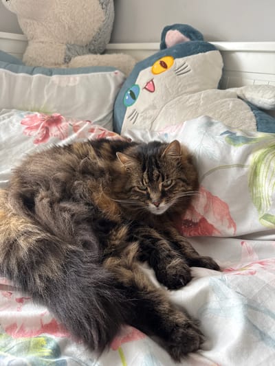 A long-haired tabby cat is sleeping on a bed with floral-patterned sheets. The cat is curled up, with its head resting on its paws. Its fur is a mix of brown, black, and grey. To the left of the cat is a stuffed animal of a cat's face with blue and grey accents, large yellow eyes, and a pink nose and ears. The setting appears to be a bedroom, with a white headboard visible in the background. The lighting suggests it could be daytime. The scene conveys a sense of peace and comfort.