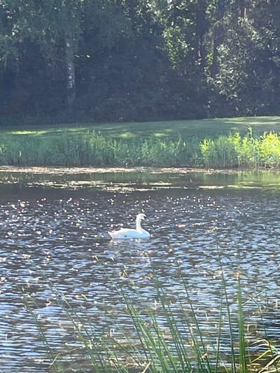 A lone white swan swims in a body of water that is reflecting the sunlight, creating a shimmering effect with small, colorful sparkles across the surface. Tall green grasses grow in the foreground, partially obscuring the water. In the background, a dense line of green trees creates a dark, verdant backdrop. The overall scene is natural and serene. This is likely a pond or lake within the city of Vangaži, Latvia, given the context of the prompt. There are no people visible in the image.