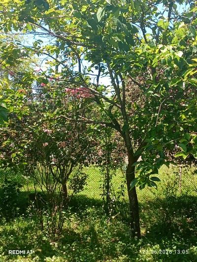 The image shows a sun-drenched outdoor scene in what appears to be a garden or yard. The primary subjects are lush green trees and bushes, with some hints of pink flowers visible among the foliage of the bush in the middle ground. A single tree trunk stands prominently in the foreground to the right, with its leaves dappled by sunlight. The background reveals a green fence and further greenery, suggesting a rural or suburban setting.
The time of day is indicated by the bright sunlight casting shadows and highlighting the leaves, suggesting it is midday. The weather appears to be clear and sunny. There are no people or specific objects besides the natural elements of the plants and fence. The scene is peaceful and serene, bathed in natural light.
Visible text includes "REDMI A3" in the lower left corner and a date and time stamp "23.06.2026 13:05" in the lower right corner. Given the location context of Pshap, Abkhazia, the scene depicts a natural environment in that region during a sunny afternoon.