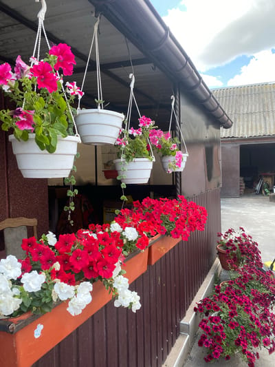 The image depicts a sheltered outdoor area with abundant flowers. Hanging planters filled with vibrant pink and white petunias are suspended from an overhang. Below, a window box overflows with red and white petunias, creating a colorful border along a brown wooden fence. To the right, two potted plants with deep magenta petunias are situated on the ground. In the background, a building with a corrugated roof and large open doorways is visible, along with sacks of material, suggesting a storage or utility area. The sky above is partly cloudy. The scene is set in Pletenyi Tashlyk, Ukraine. There are no people visible in the image.