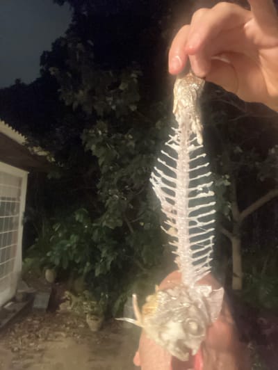 The image depicts a nighttime outdoor scene in the Brener Regional Council, Israel. A human hand, positioned centrally in the upper frame, holds a largely consumed fish skeleton vertically. The skeleton includes the intact spine, rib cage, and head, appearing white and translucent with residual moisture. Below the fish head, a partial view of a person's face, specifically the chin and a slightly open mouth with visible reddish-pink lips, is visible. The immediate background to the left features a portion of a light-colored building with a textured or paneled surface and a dark, possibly corrugated, roofline. The central and right background consists of dense, dark foliage from trees and bushes. On the ground, two light-colored potted plants are visible amidst scattered debris, possibly leaves, on a dirt or uneven paved surface. The scene is illuminated by an artificial light source, likely a camera flash, highlighting the foreground subjects against the dark environment.