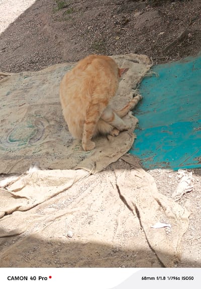 A ginger tabby cat is situated on a soiled, light beige woven sack in Oloosirkon/Sholinke ward, Kenya. The cat is observed from behind and the side, with its left hind leg raised and bent, appearing to be in the process of grooming its fur. Its short fur is predominantly orange-brown with faint darker tabby stripes on its tail and hind legs. The woven sack, displaying remnants of green-blue patterns and considerable dirt, borders a worn section of turquoise blue material to the right. The ground consists of light brown and grey gravel and dirt, with sparse vegetation visible in the background. Multiple shadows are cast across the scene, indicating direct sunlight from an elevated source. Additional soiled woven sack material and small fragments of white debris are present in the foreground.