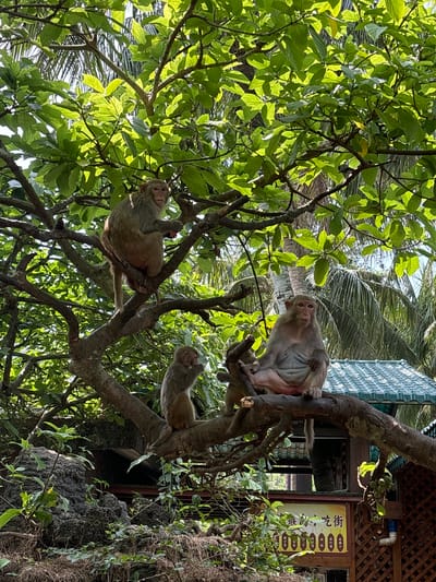 In Nanwan Village, China, a group of macaques are perched on the branches of a lush tree. Sunlight filters through the dense green foliage, illuminating the scene. One macaque, positioned higher on a branch, faces forward with its mouth slightly open, holding something in its hand. Below it, another macaque sits upright, looking intently at its own hands. To the right, a larger macaque rests on a thick branch, its belly exposed, while a smaller macaque is partially visible behind it. The background reveals more tropical vegetation, including palm trees, and a glimpse of a building with a teal tiled roof and wooden walls. A sign with Chinese characters is visible below the branch.