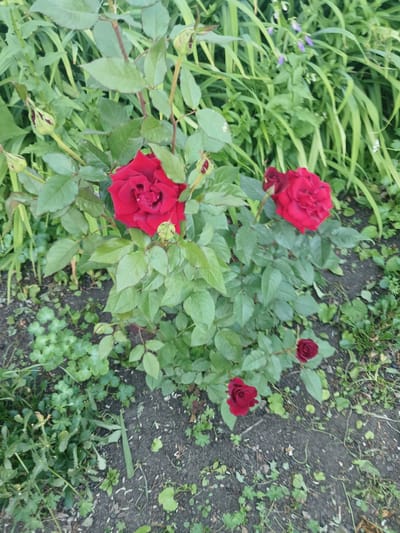 A close-up, eye-level, natural light photograph shows a rose bush with several red roses and buds against a backdrop of green foliage and dark soil. The rose bush is the primary subject, with its dark green leaves and thorny stems. Two fully bloomed red roses are prominent in the center and upper right of the frame, while a smaller bud is visible on the upper left. Two smaller, unopened buds are positioned on the lower left, and a single, small, dark red rose is located on the lower right. In the background, tall, thin green grasses and some small purple flowers are visible, suggesting an outdoor garden setting. The ground is a mixture of dark soil, small green plants, and scattered white particles, possibly wood chips or debris. The overall scene conveys a natural, outdoor environment. The location is identified as Chik, Russia.