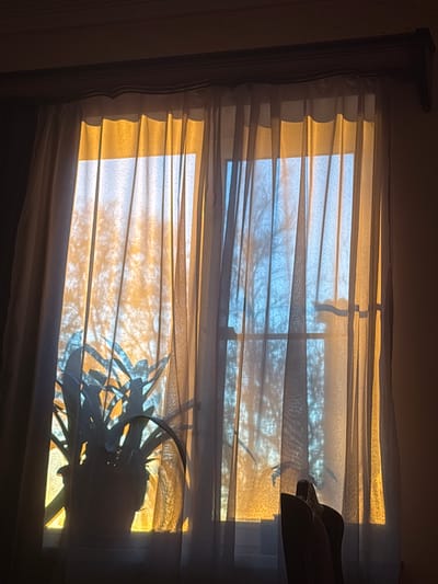 A partially obstructed window with translucent curtains is depicted, revealing an outdoor view. Sunlight filters through, casting a golden glow on the curtains and creating shadows. A plant, likely situated close to the window, is partially visible at the bottom. The presence of horizontal lines suggests the window has Venetian blinds. The location is indeterminable from this image.