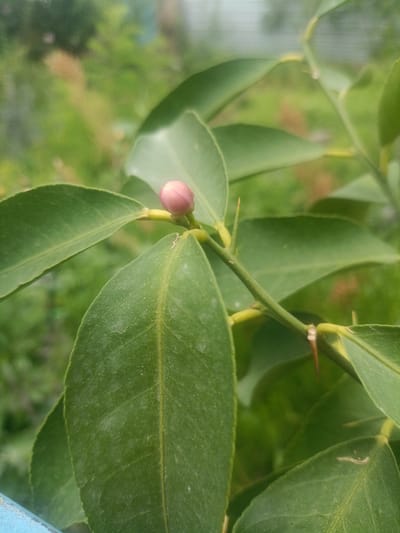 The image is a close-up, macro photograph of a small, unopened pink flower bud on a green leafy branch. The bud is the central subject, with a few sharp thorns visible on the stem. The surrounding leaves are a deep green, with visible veins and a slightly matte texture. The background is blurred, consisting of more green foliage and hints of lighter colors that could be other plants or structures, suggesting an outdoor setting. A small section of a light blue object, possibly a fence or railing, is visible in the lower left corner.

The lighting suggests it is daytime, likely with diffused sunlight, given the soft shadows and the overall clarity of the image without harsh glare. The focus is sharp on the flower bud and the immediate branch, with a shallow depth of field that blurs the background. There is no visible text in the image. The setting appears to be a garden or natural outdoor environment, possibly in Kara-Balta, Kyrgyzstan, as indicated by the location context. The image captures a moment of natural beauty, focusing on the potential for growth represented by the flower bud. There are no people or any specific activity taking place, beyond the natural growth of the plant. The mood is serene and natural.