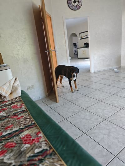 A medium-sized dog with a black, white, and brown coat stands in a tiled room. The dog is facing the camera with its head tilted slightly. In the foreground, a green upholstered object, possibly a couch or chair, runs along the bottom of the frame, with a patterned fabric with red flowers visible on its surface. Behind the dog, a doorway leads into another room where a dresser with drawers and a mirror on the wall are visible. Further in the background, through another archway, what appears to be a laundry area with a washing machine can be seen. To the left of the main room, a closed wooden door is propped open by the dog. A wall clock with Roman numerals is mounted high on the wall above the doorway. Two small white bowls sit on the floor in the middle ground. The room appears to be indoors, with natural light suggesting it is daytime. The overall scene depicts a domestic setting.