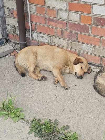 The image shows a light brown dog sleeping on a concrete surface next to a brick wall. The dog is lying on its side with its eyes closed and its head resting on the ground. There is another dog partially visible to the right of the frame. Green grass and weeds are growing through cracks in the concrete. A dark brown pipe is attached to the brick wall on the left side of the image. The scene appears to be outdoors in an urban or semi-urban setting. The specific location in Luchegorsk, Russia is not determinable from the visual information.